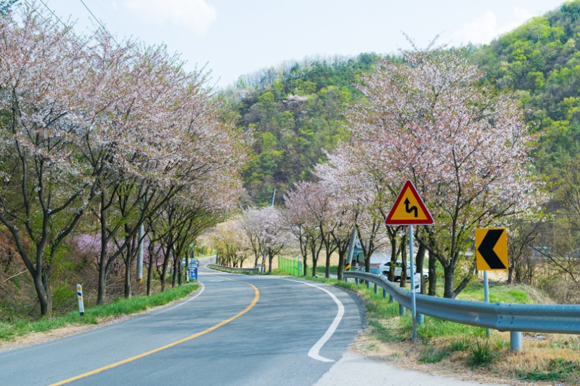 가오푸 저수지 벚꽃 산책로