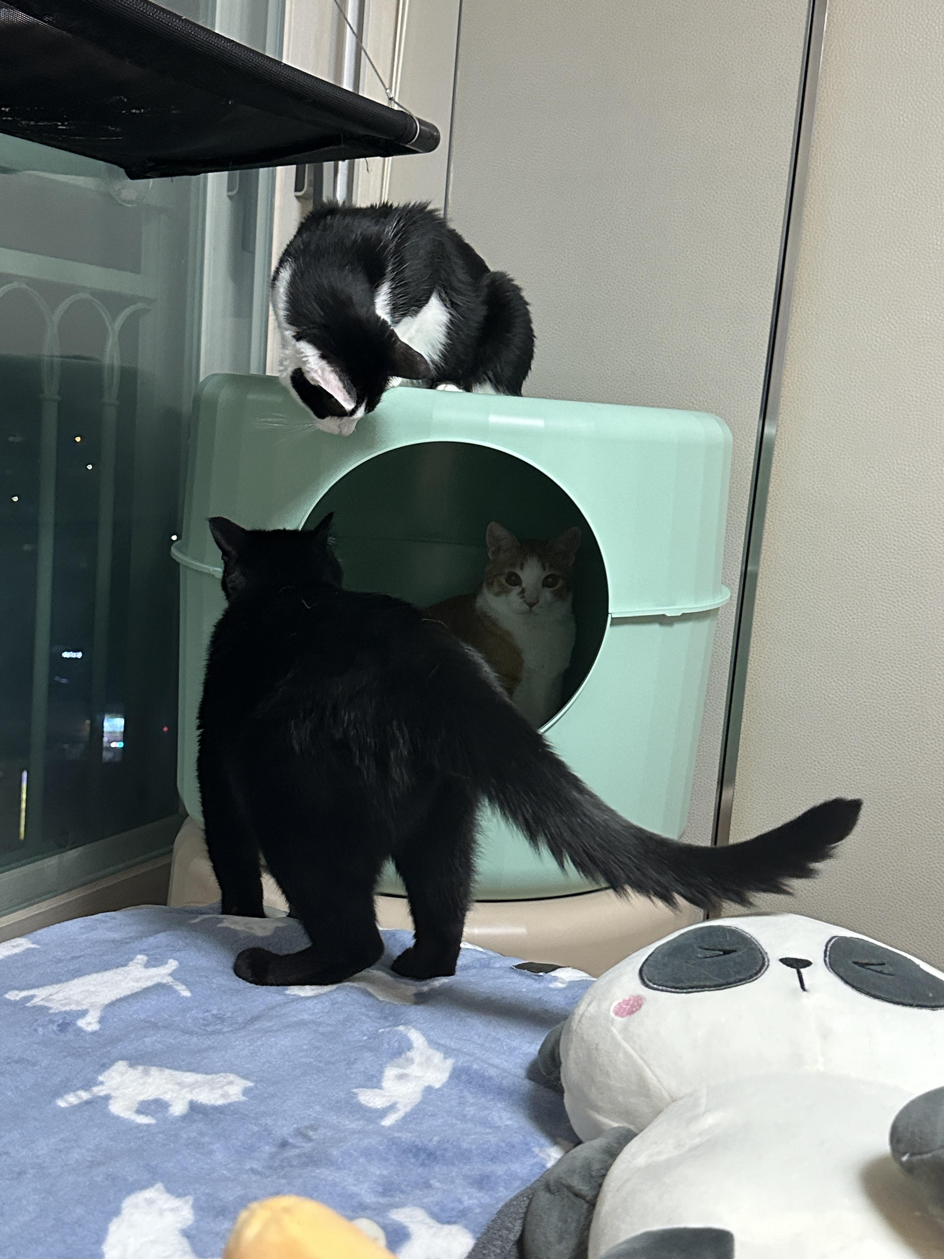 안방으로_옮겨진_마카롱하우스