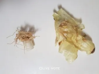 양파껍질 차 효능 영양성분_5