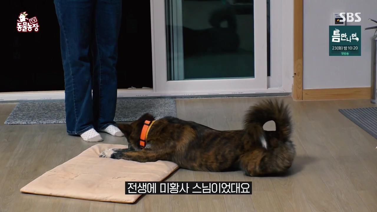 TV 동물농장.E1168.240422p-NEXT.mp4_20240421_163148.989.jpg