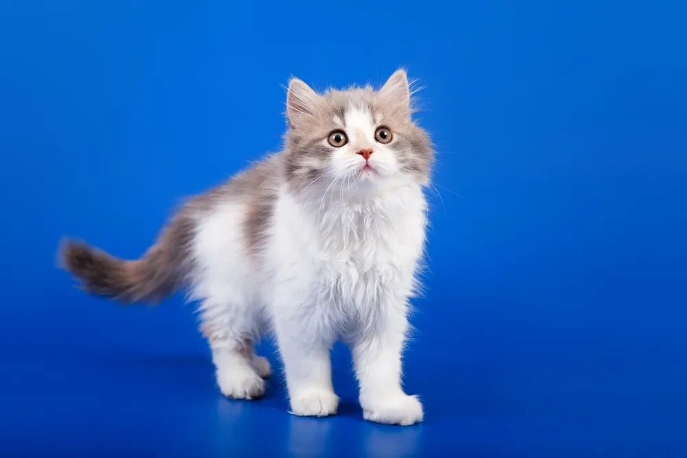 고양이