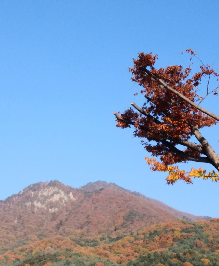 용문사 이미지
