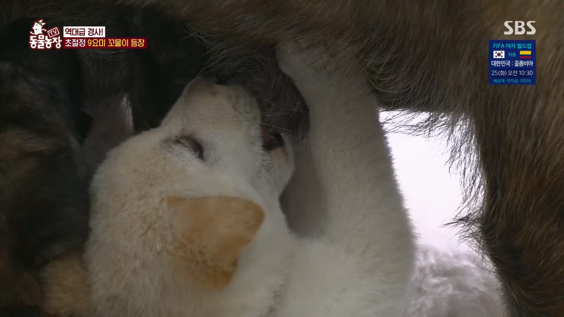 TV 동물농장.E1130.230723p.H264-F1RST.mp4_20230723_171156.080.jpg