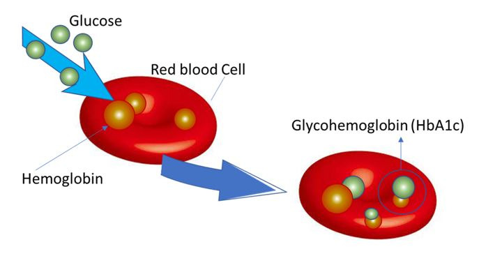 Glycohemoglobin