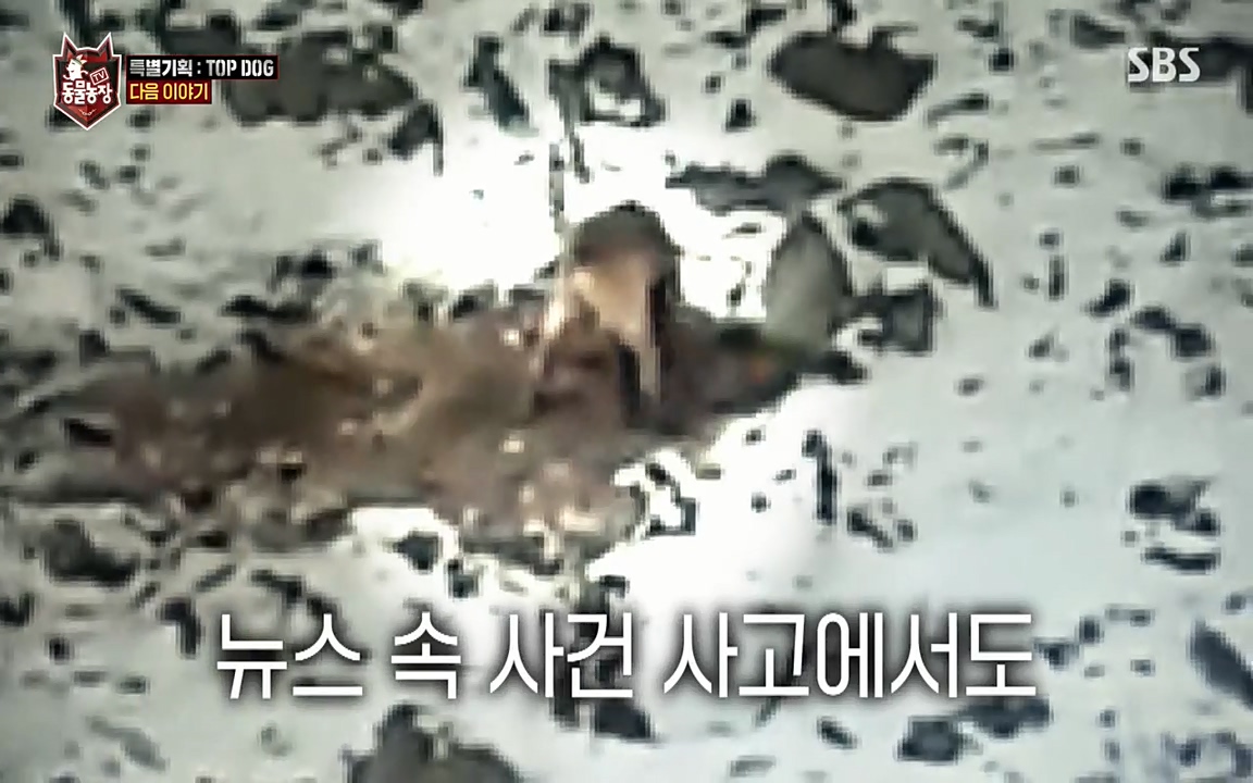 TV 동물농장.E1085.220905p-NEXT.mp4_20220904_173327.033.jpg