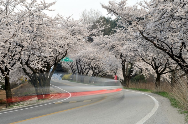 전국 벚꽃 명소