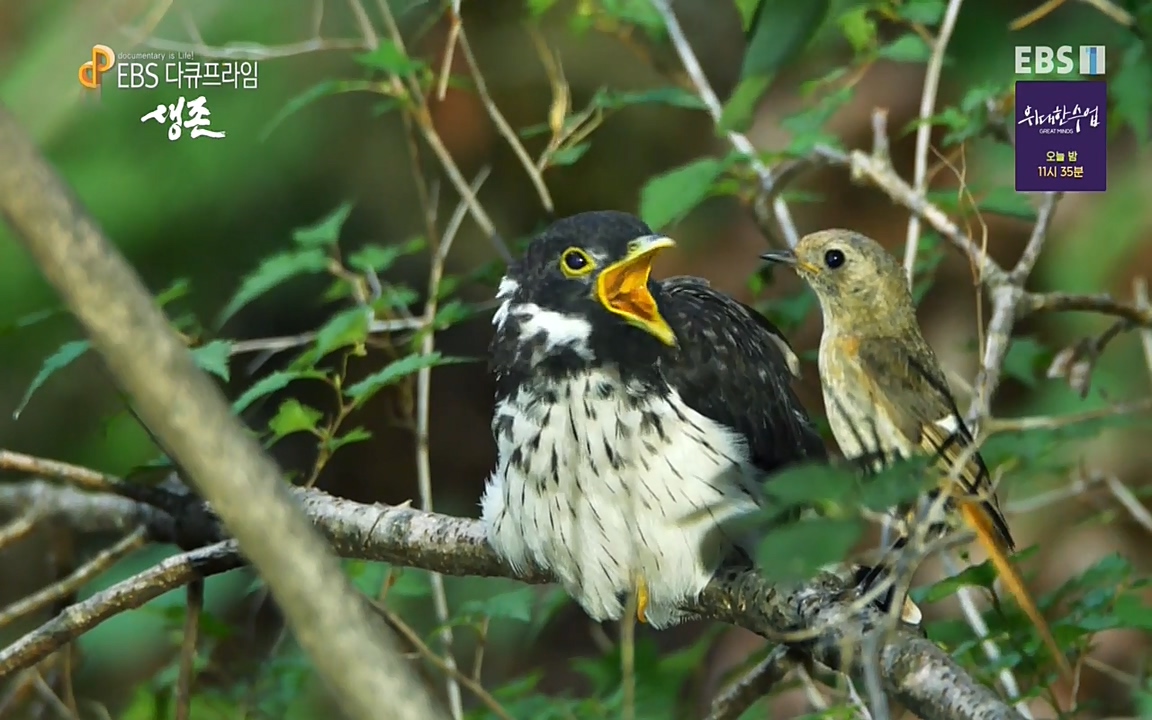 생존 3부_ EBS 다큐프라임_ 220629.avi_20220701_205309.574.jpg