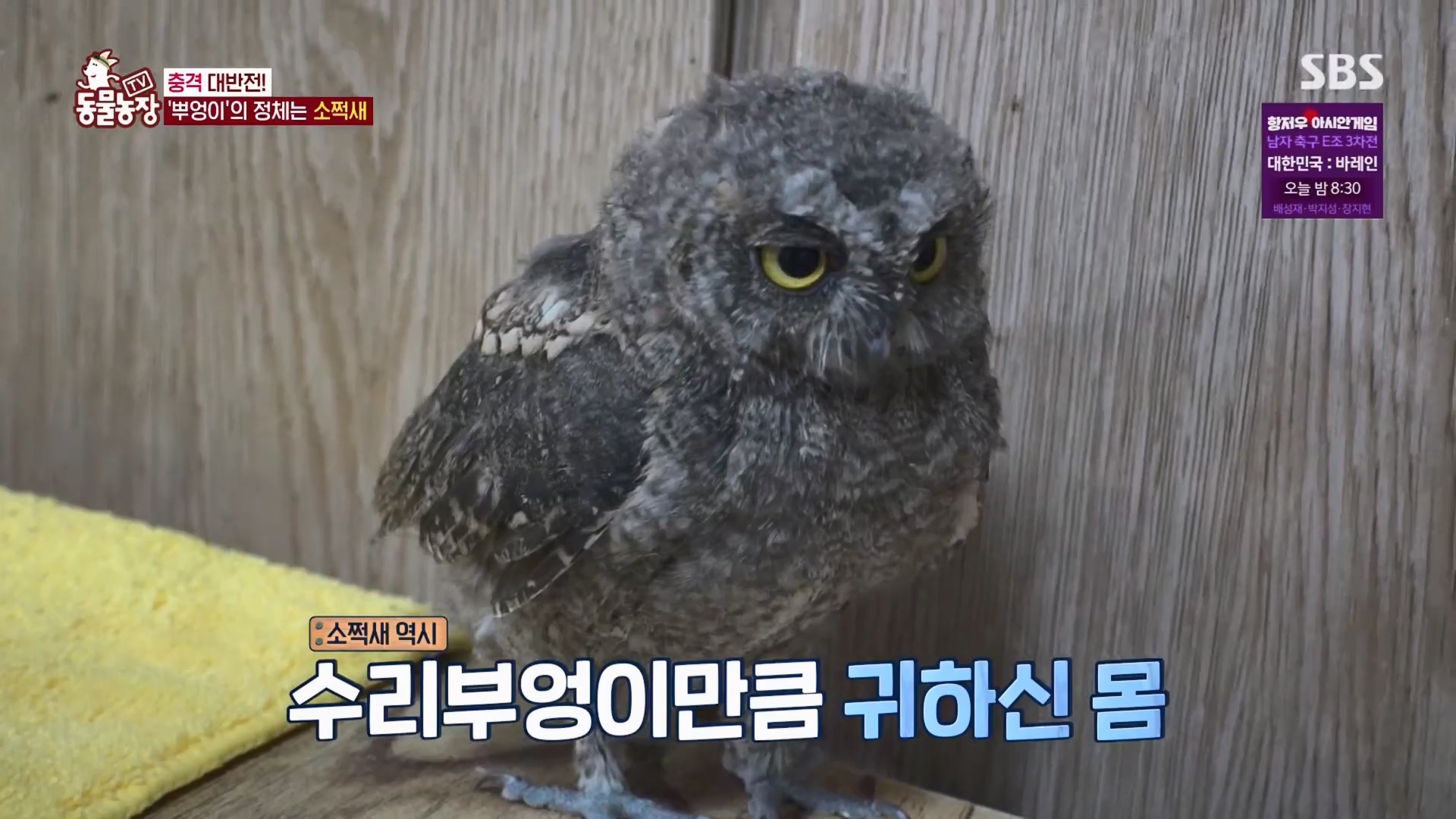 TV 동물농장.E1139.230924p.H264-F1RST.mp4_20230924_170944.994.jpg
