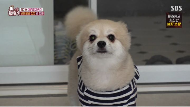  TV 동물농장 1103회.230115.KOR.2160p.mp4.torrent
