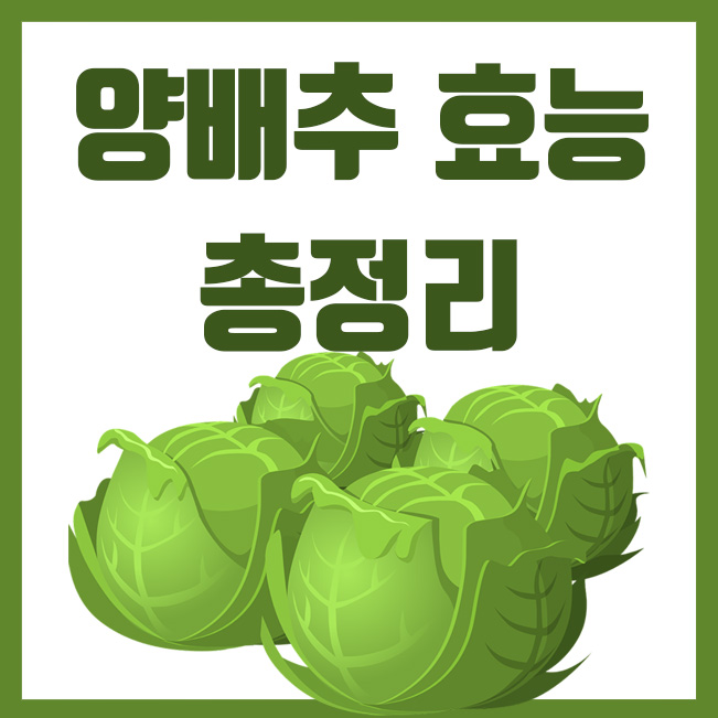  약용으로도 쓰이는 양배추 효능의 비밀