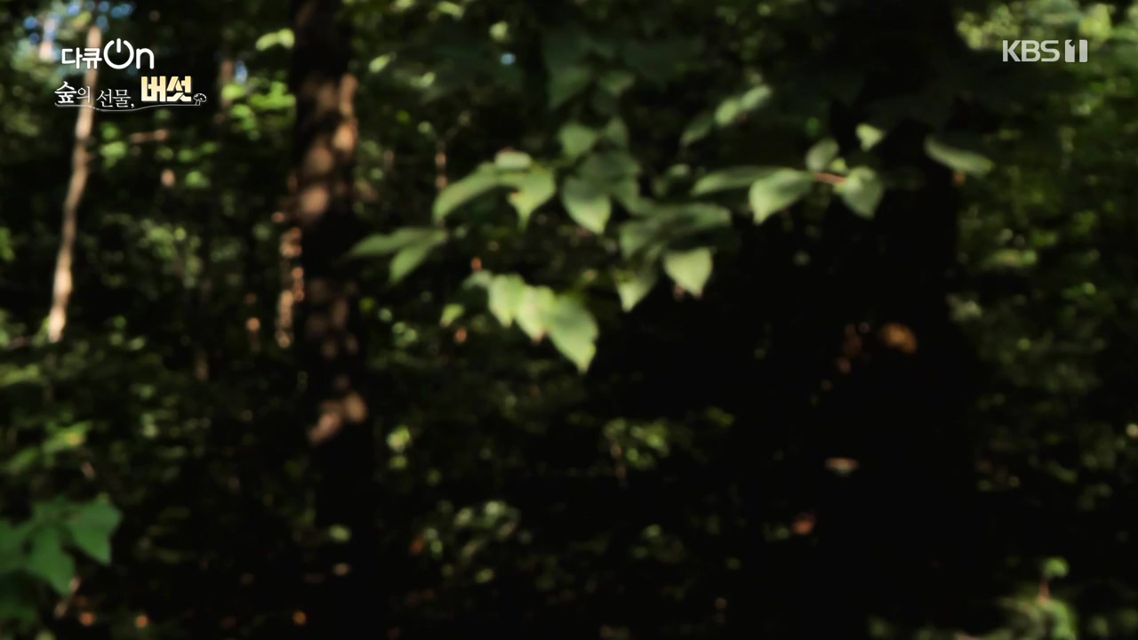 다큐 온.E227.231120p-NEXT.mp4_20231121_201838.975.jpg