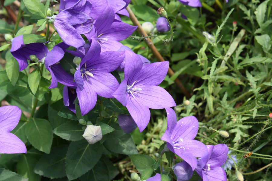 platycodon-grandiflorus-6478062_900 야생에서 무리를 지어 잘 자라고 있는 보라색의 도라지꽃과 꽃잎, 그리고 초록색 줄기를 확대를 하여 찍은 사진