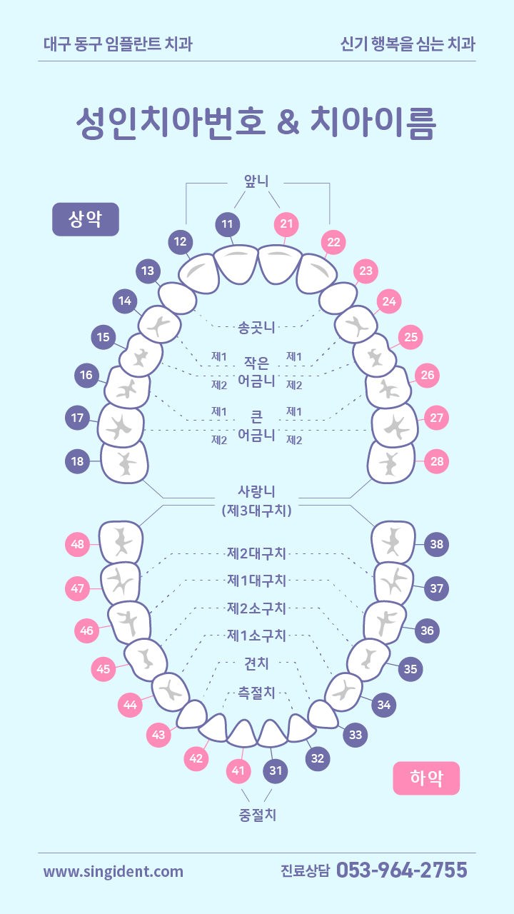 치열궁 - 영구치 치아이름과 치아번호