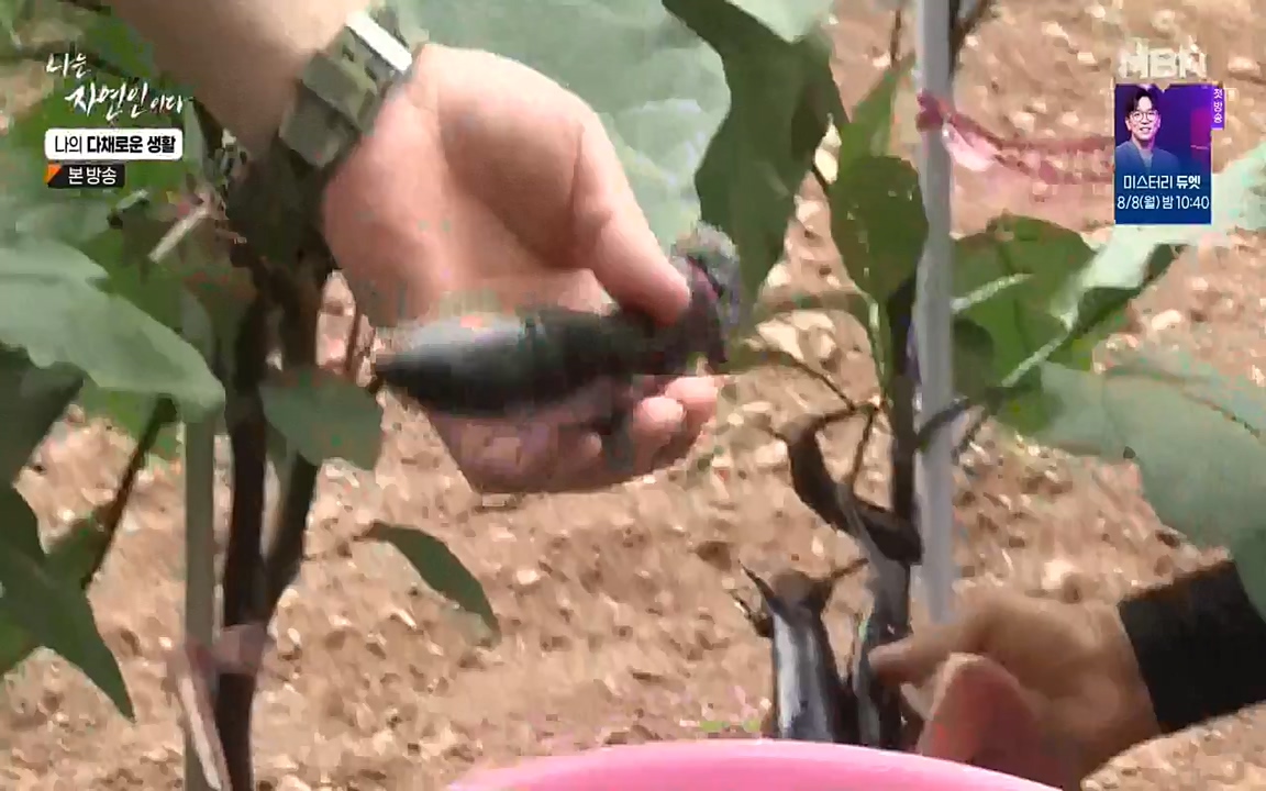 나는 자연인이다.E513.220804p-NEXT.mp4_20220804_201951.742.jpg