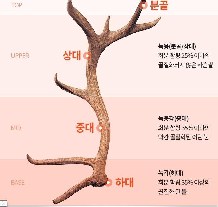 녹용과 가시오가피의 효능에 대해 알아보자 2