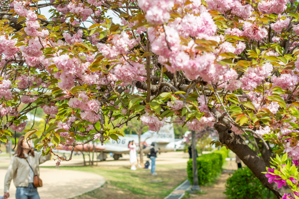 서울시 겹벚꽃 명소 보라매공원