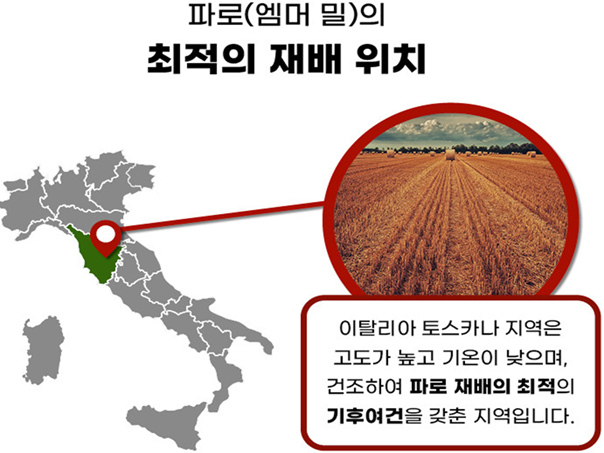 파로 곡물 효능
