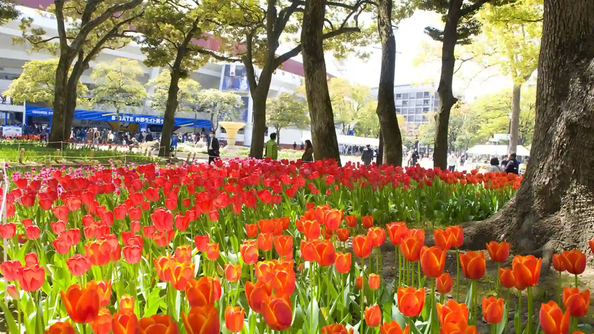 요코하마 공원입니다.