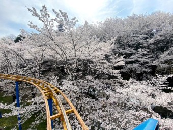 벚꽃 명소