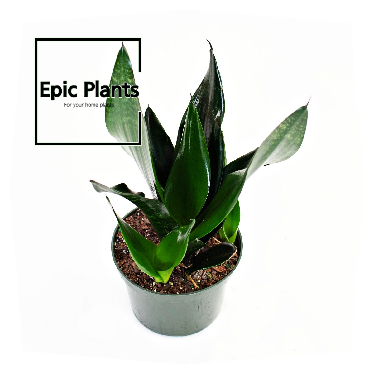 Sansevieria trifasciata &lsquo;Black Dragon&rsquo;