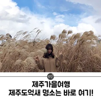 가을 감성 폭발하는 억새 명소 총정리 완벽 여행 가이드_16