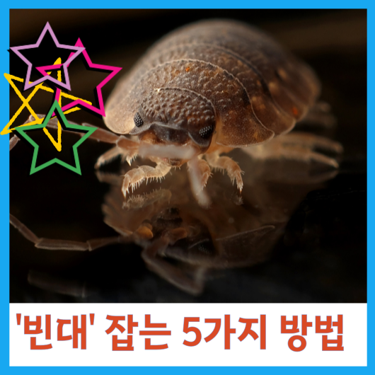  '빈대' 잡는 5가지 방법