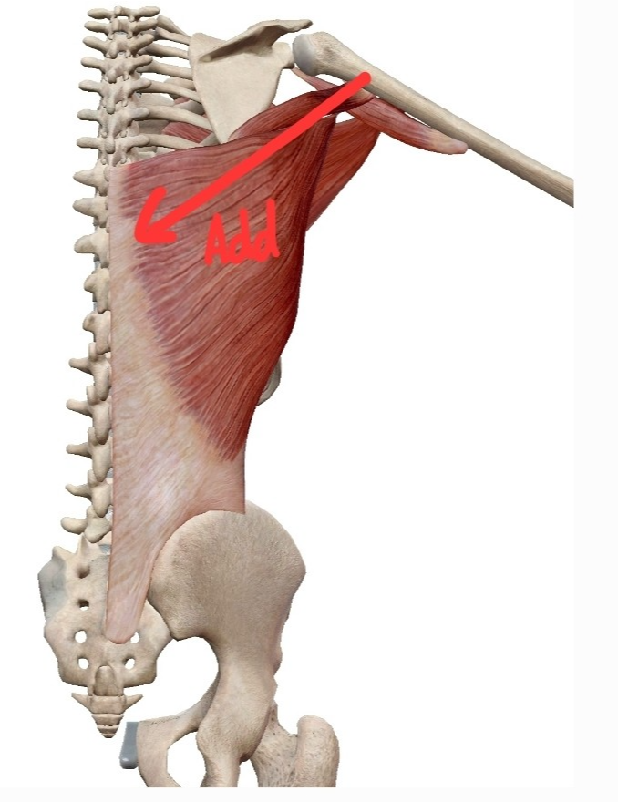 Glenohumeral Joint Adduction