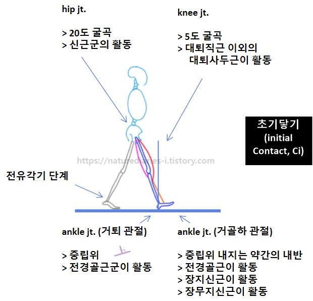 초기 닿기 (IC) ; 보행주기 0% 각 관절에서의 근육 관절 활동 고관절 슬관절 발목관절 initial contact