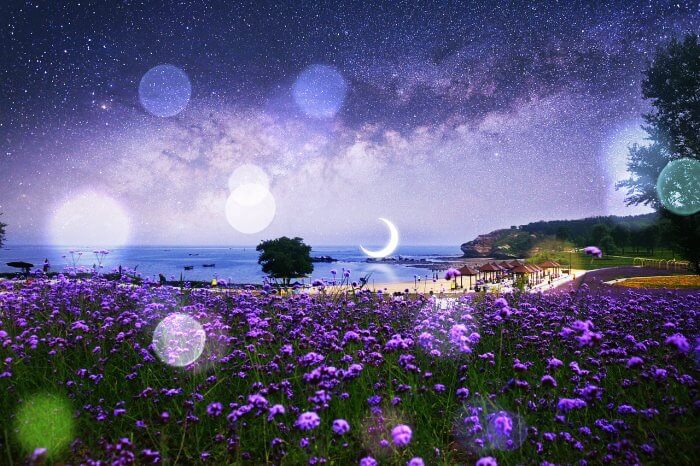 밤하늘-꽃밭