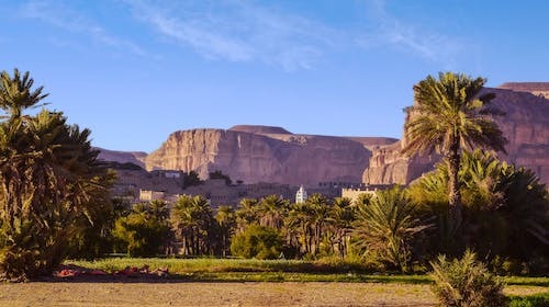  이색 여행 6탄! Socotra, Yemen