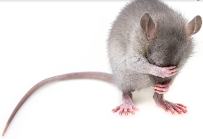 뉴욕 쥐 이야기 편견 선입견 불평등 도서 후기 리뷰