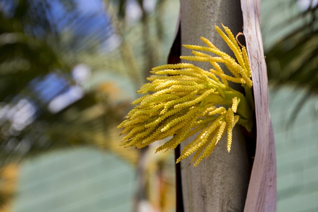 코코넛꽃