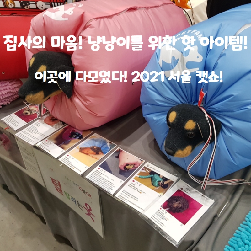  냥냥이의 마음은 집사가 잘안다! 냥이를 위한 핫 아이템 이곳에 가보면 다있다! 2021 서울 캣쇼!!