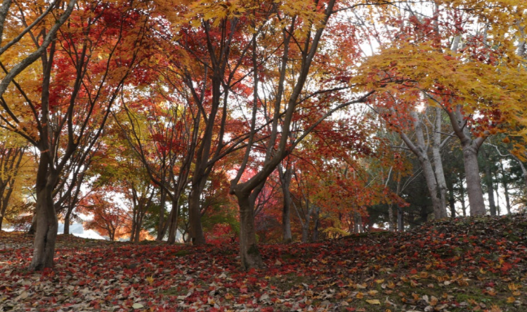 금강수목원