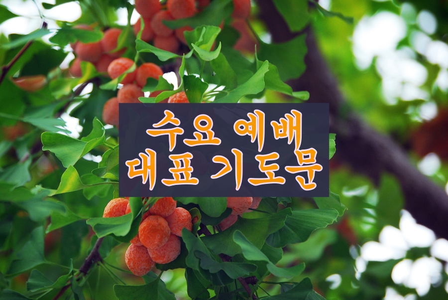 11월 셋째주 수요 대표기도문