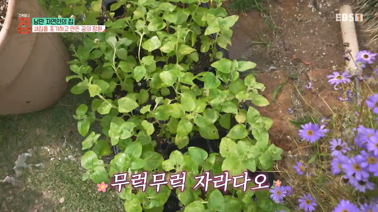 TV - 전 국민의 평생학교 EBS낭만자연인의 집.mp4_20230823_205704.103.jpg