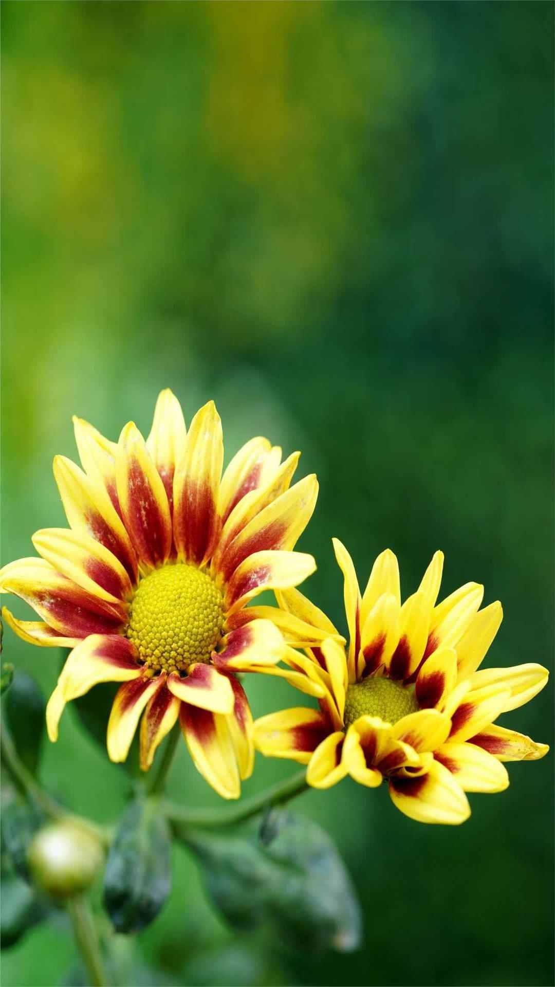 Chrysanthemum Flower iPhone Wallpaper