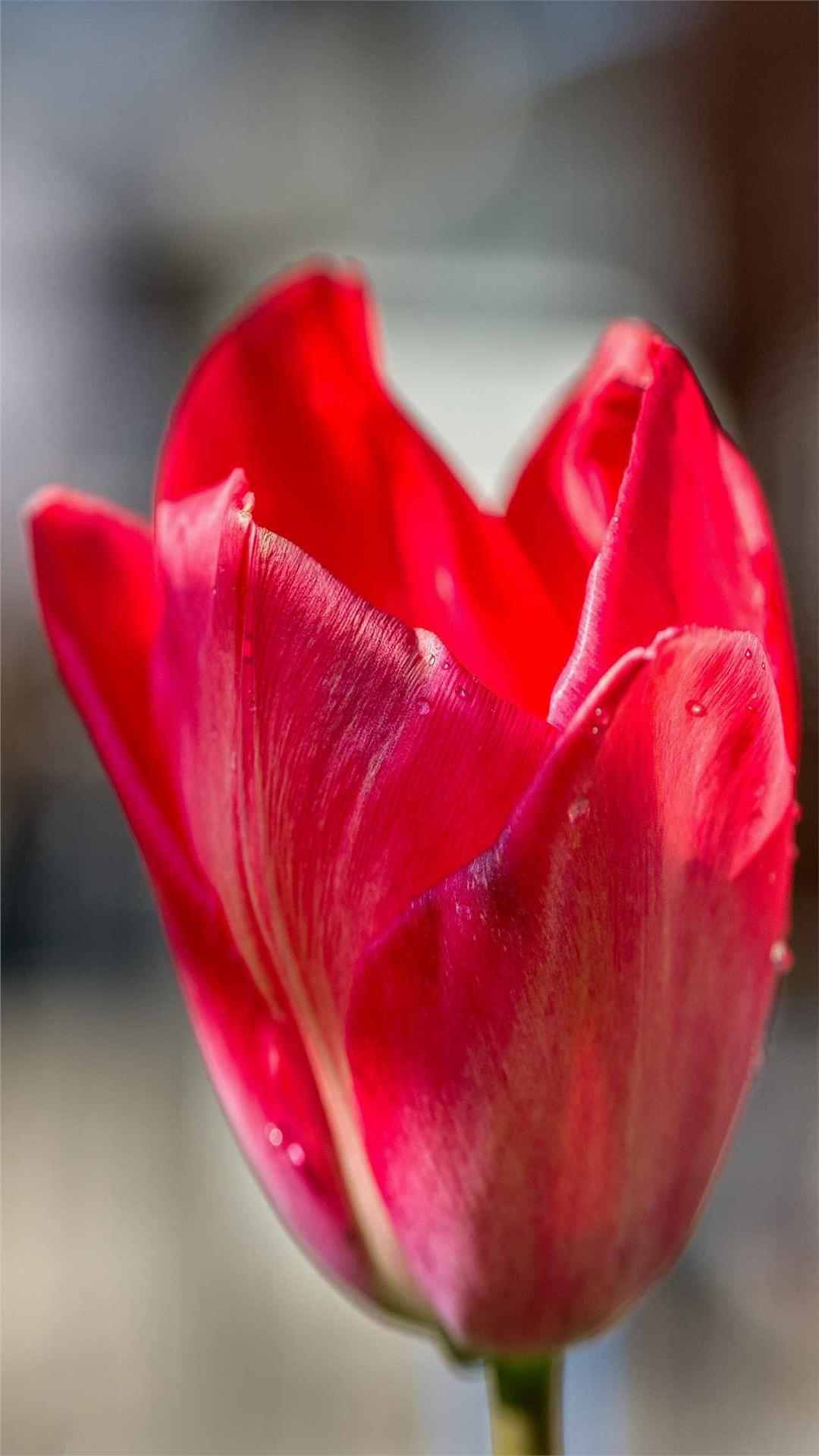 Tulip Flower iPhone Wallpaper