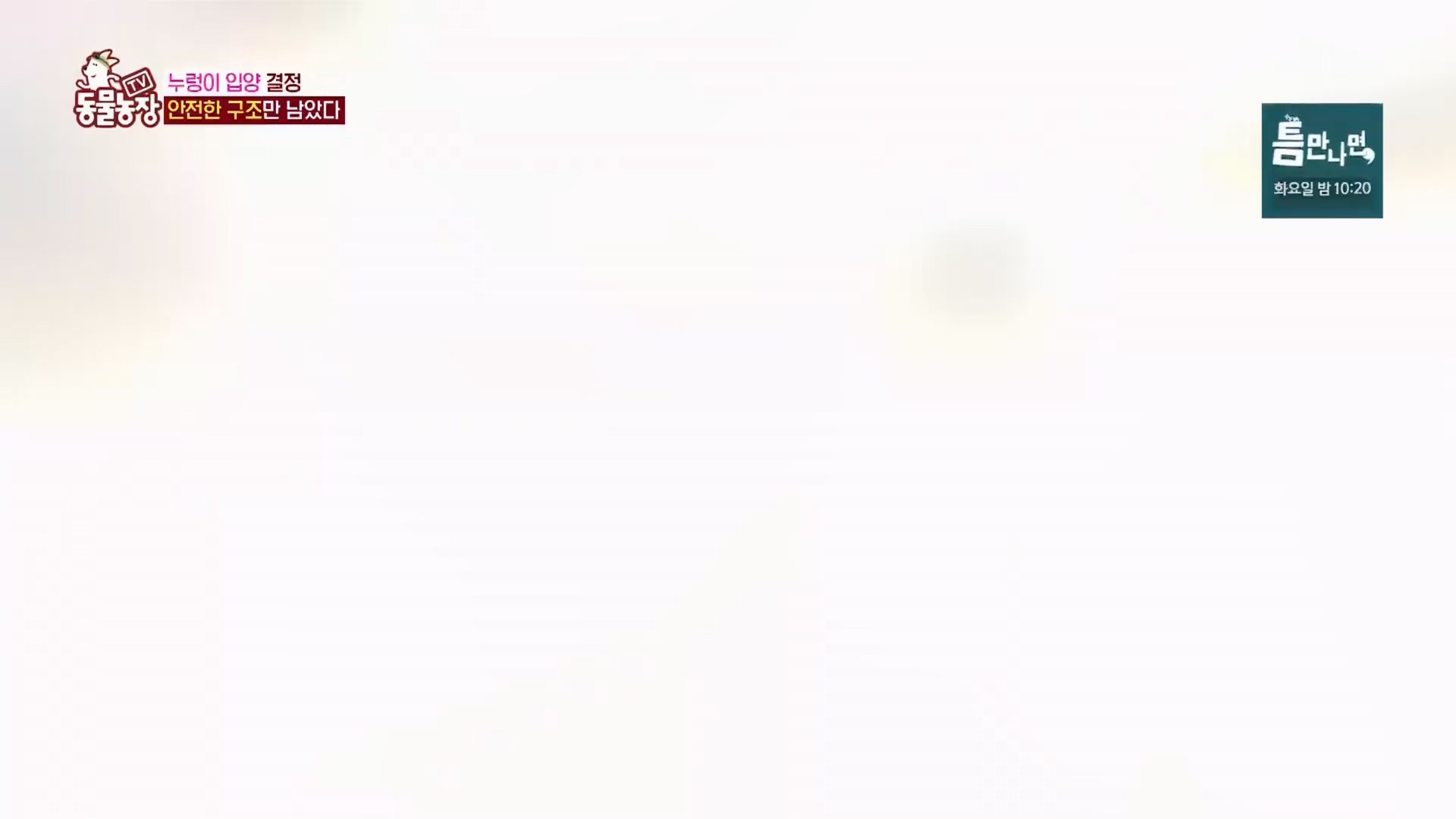 TV 동물농장.E1170.240505p.H264-F1RST.mp4_20240505_153824.289.jpg