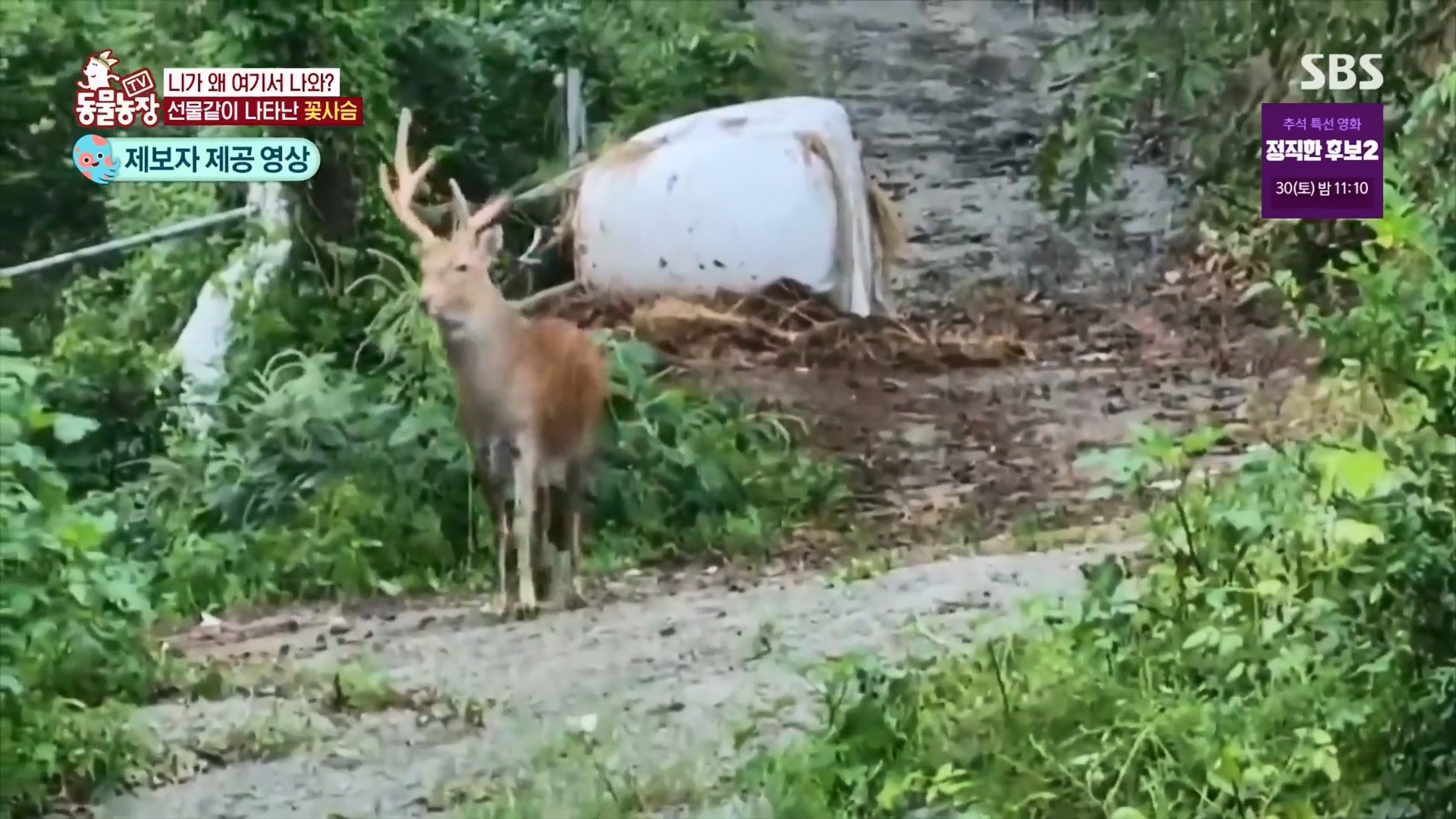 TV 동물농장.E1139.230924p.H264-F1RST.mp4_20230924_171730.489.jpg