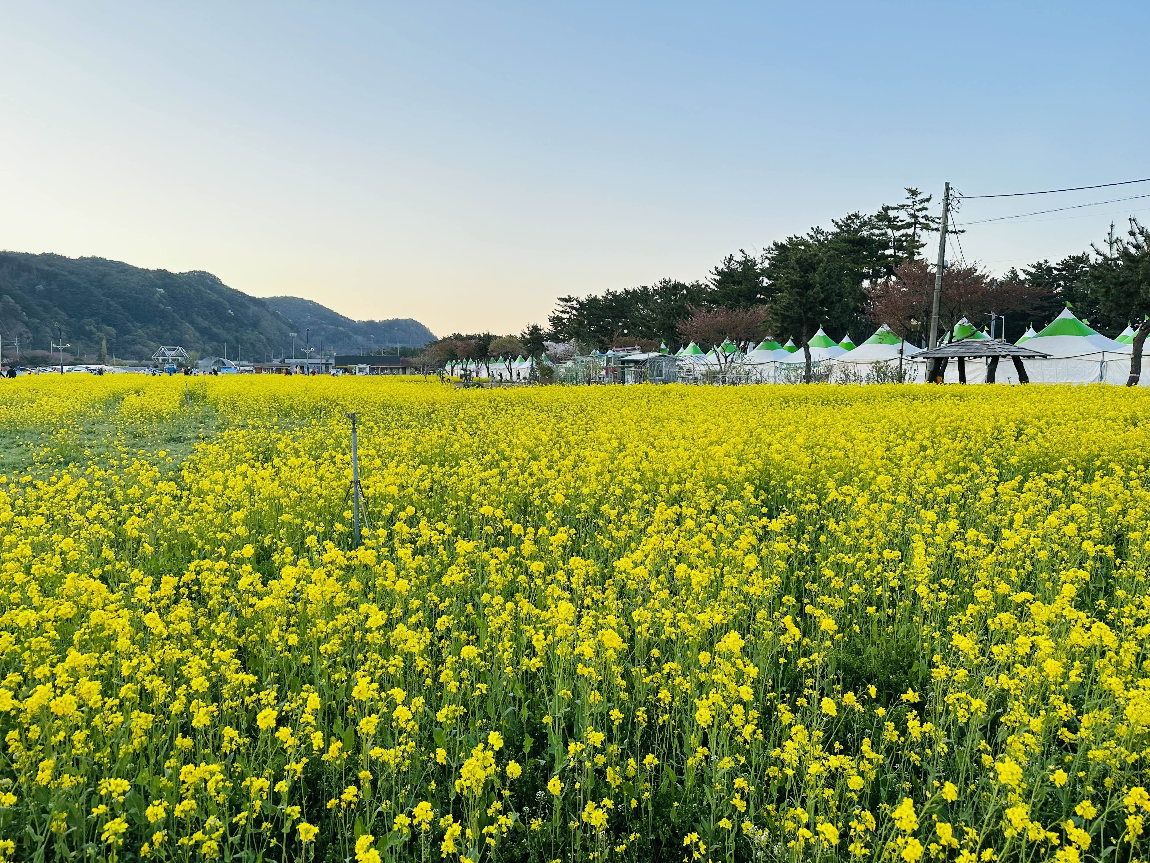  삼척 가볼만한곳 삼척 맹방유채꽃 축제