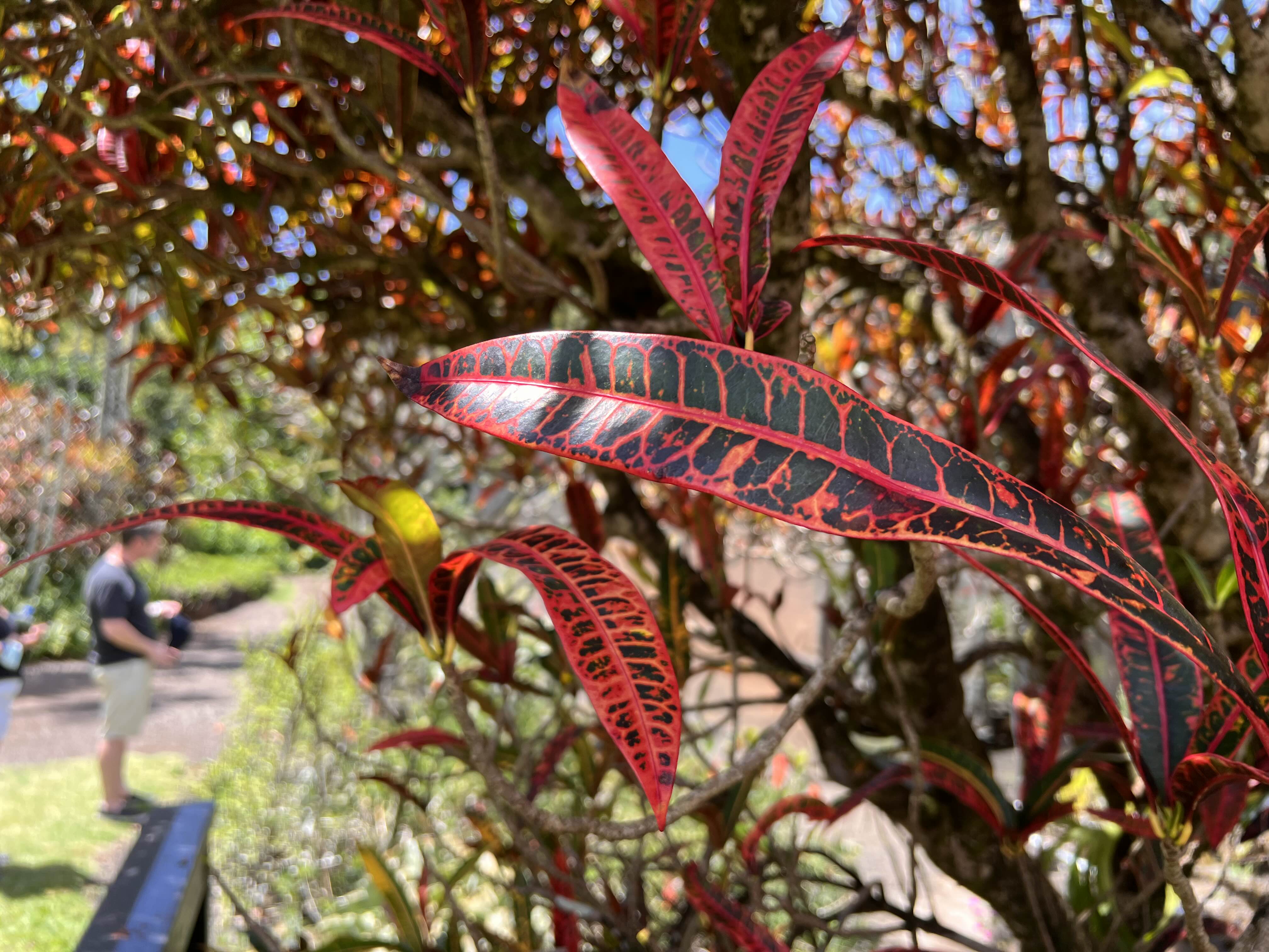 앨러튼 가든 빨간 잎이 특징인 식물