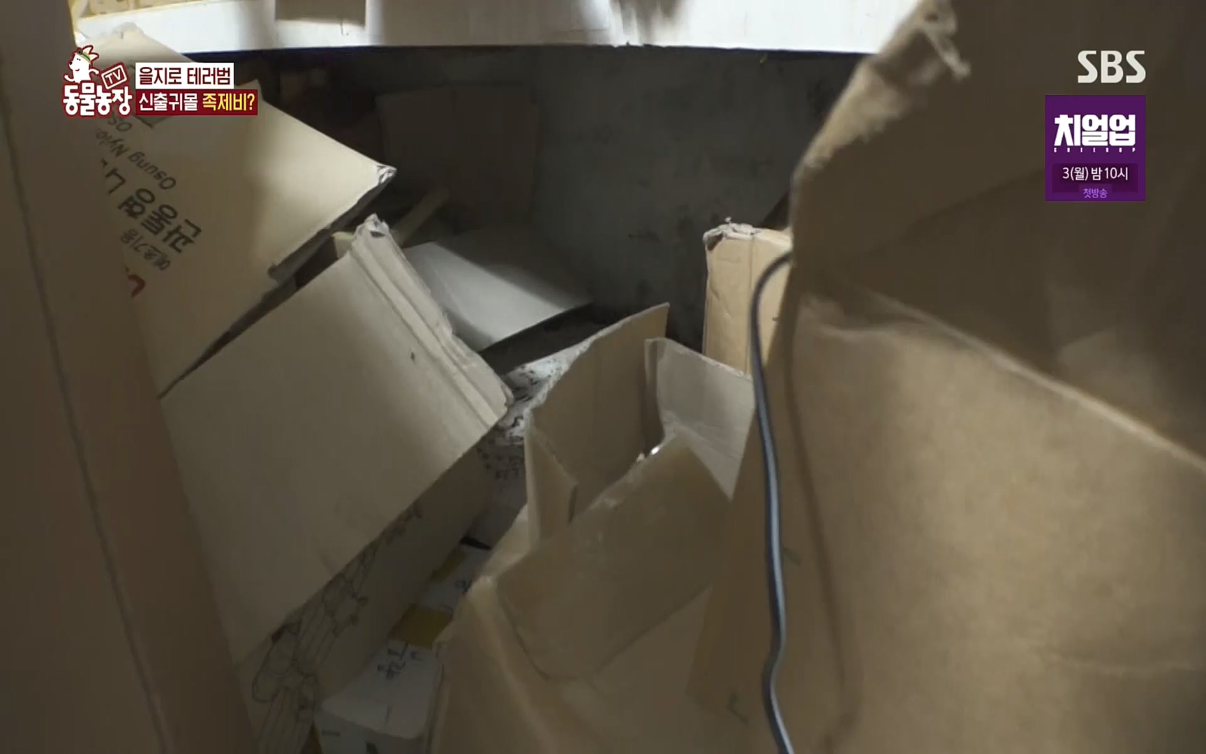 TV 동물농장.E1088.220925p.H264-F1RST.mp4_20220925_174358.914.jpg
