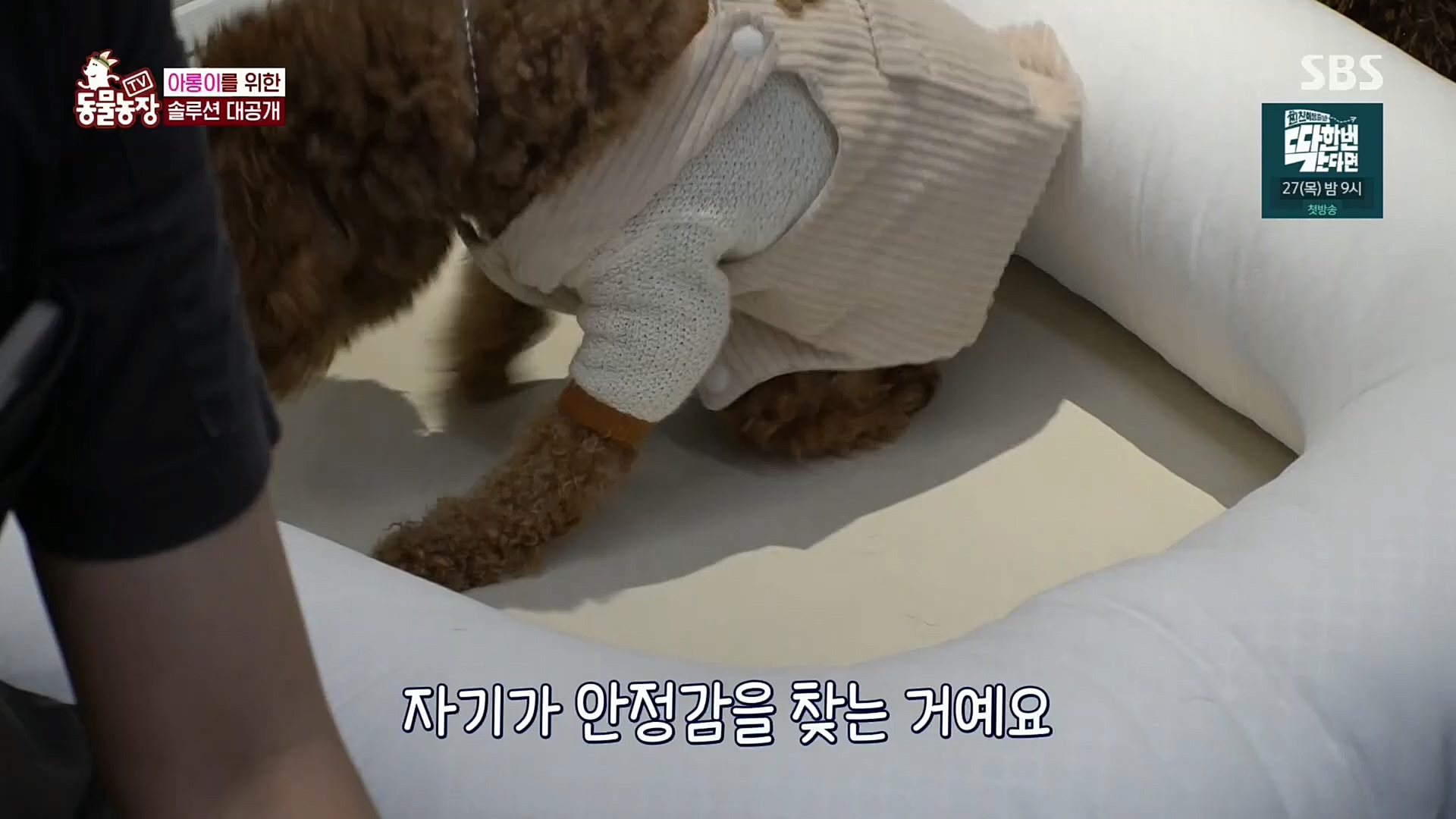 TV 동물농장.E1092.221023p.H264-F1RST.mp4_20221023_182750.619.jpg