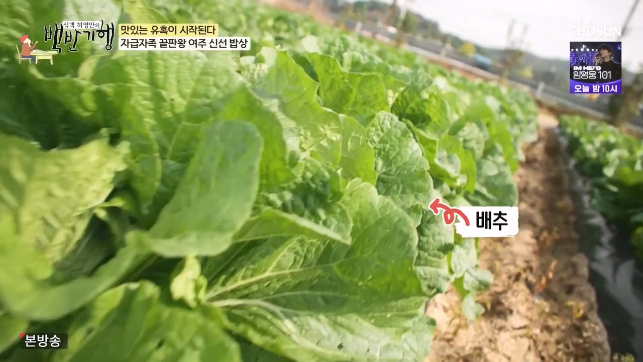 식객 허영만의 백반기행.E221.231104p-NEXT.mp4_20231104_173119.026.jpg