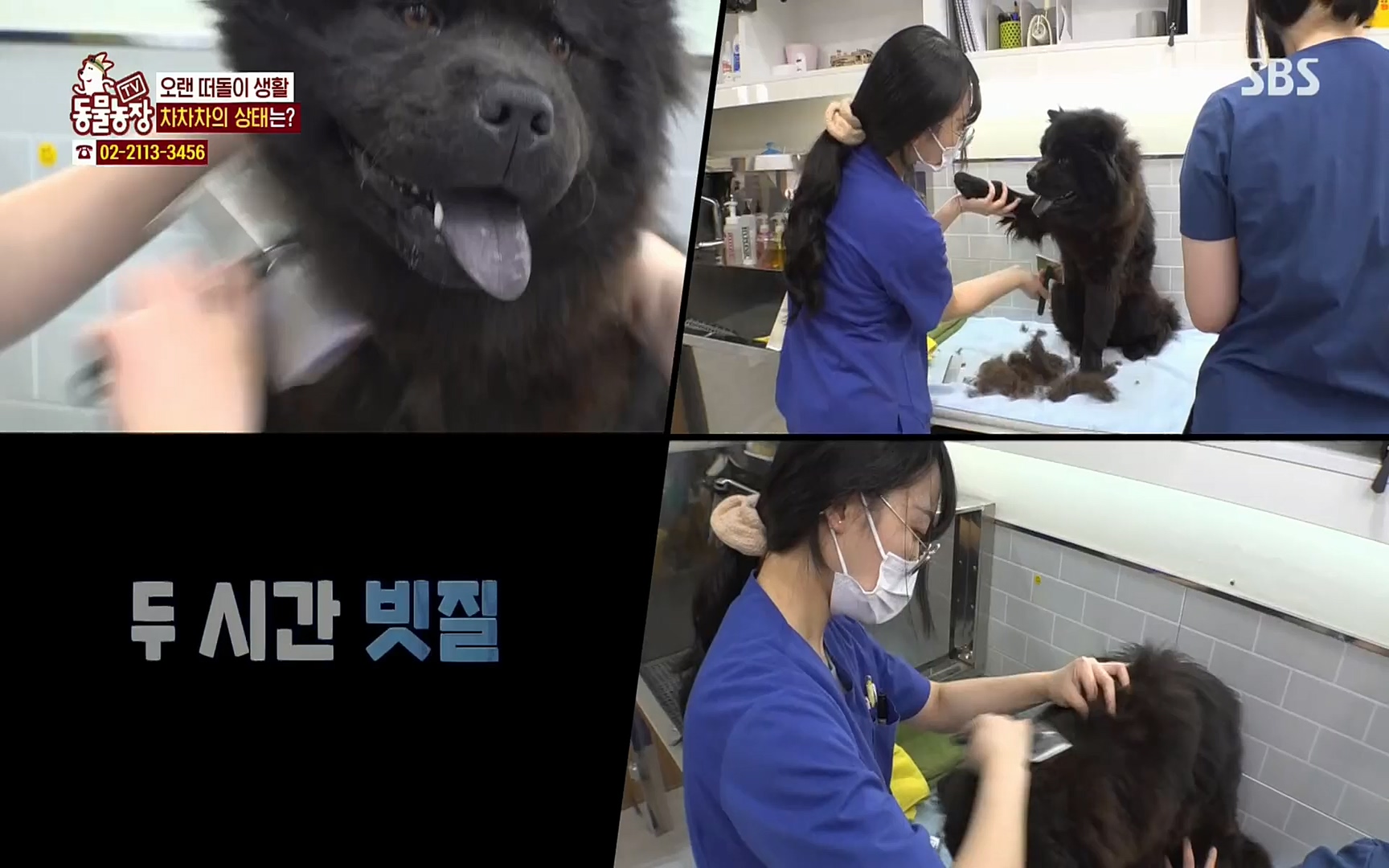 TV 동물농장.E1063.220403p.H264-F1RST.mp4_20220403_175118.665.jpg