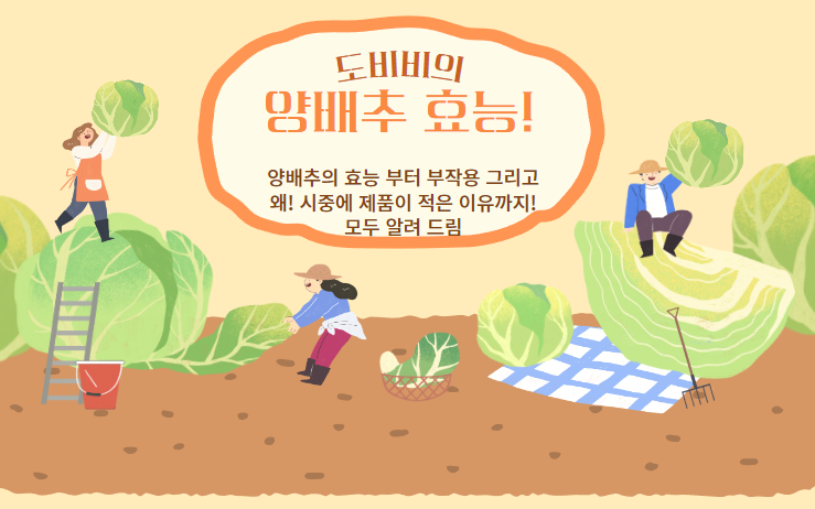  양배추/양배추즙 효능 및 부작용 냄새가 나는 이유