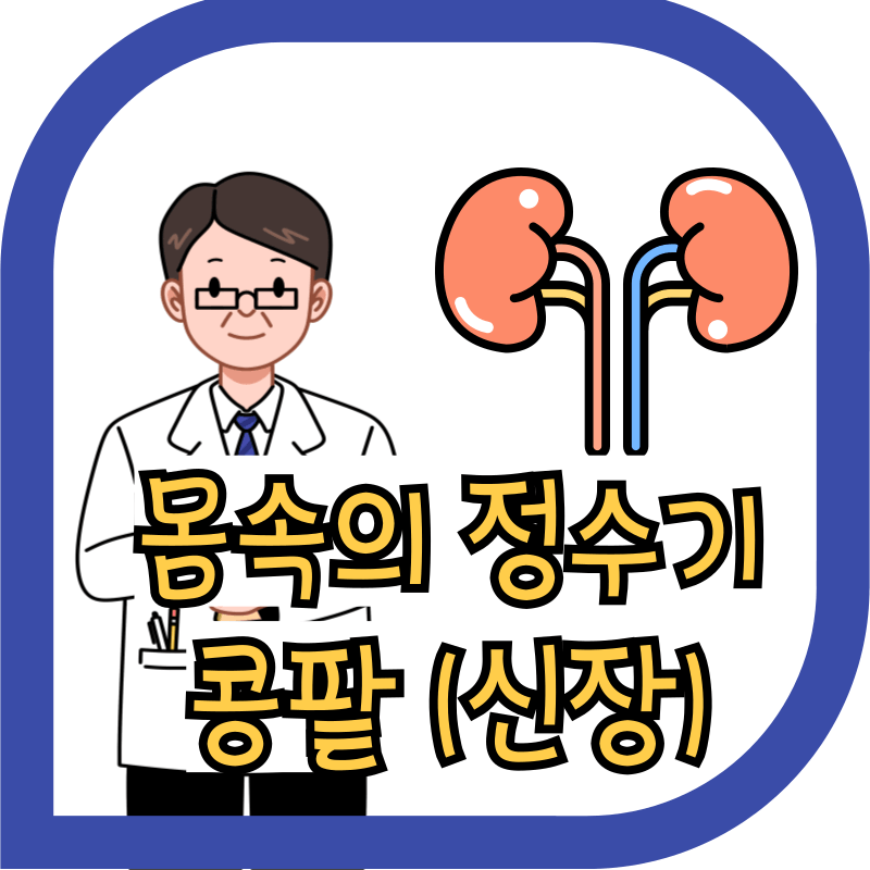 몸속 신장 콩팥의 이미지와 의사의 이미지