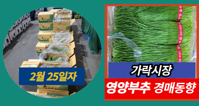  [경매사 일일보고] 2월 25일자 가락시장 영양부추 경매동향을 살펴보겠습니다!