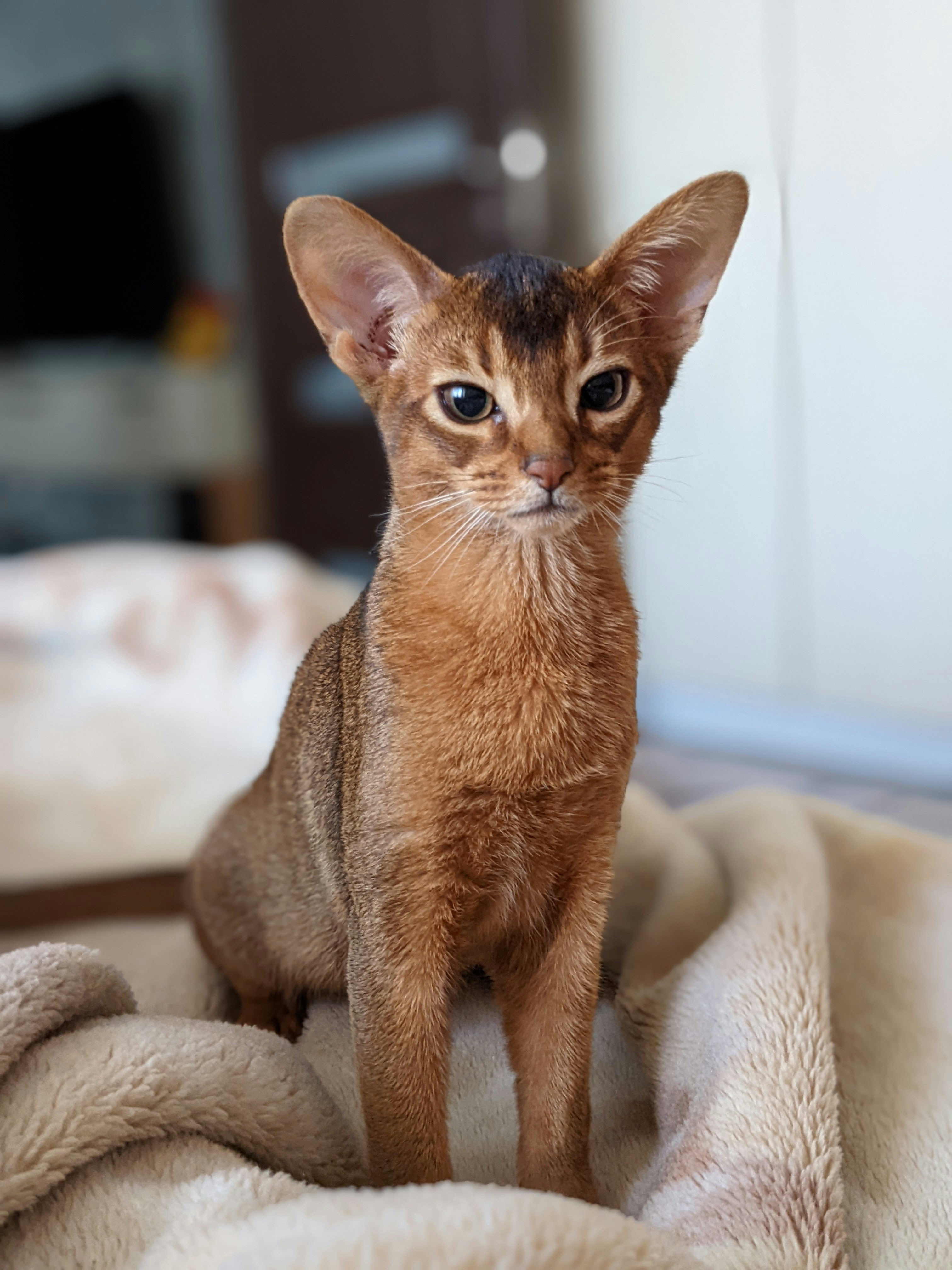 아비시니안 고양이